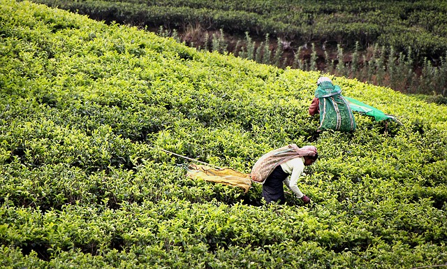 Tea-Harvest- universeteas