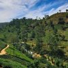 Ceylon tea People choiced since 1842